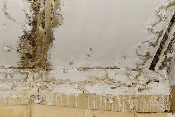 Best Black Mold Removal  in Mcsherrystown, PA